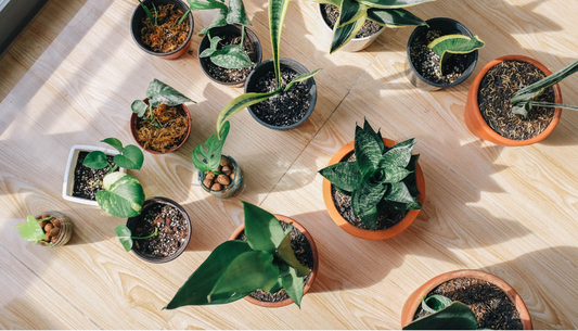 Make your home a greener one with these 5 spring houseplants