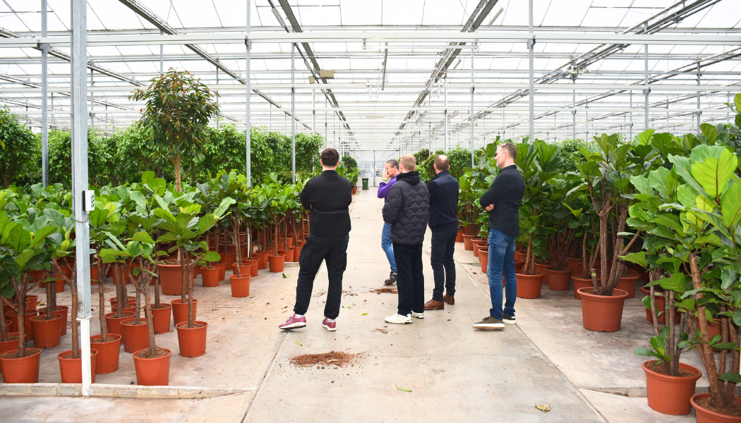 Our trip to meet the houseplant growers in Westland, Netherlands