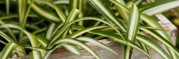 How do I fix browning spider plant tips?