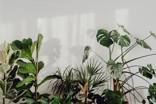 Shade Loving Indoor Plants