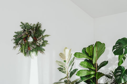 Houseplant Gift Ideas for Christmas 2022