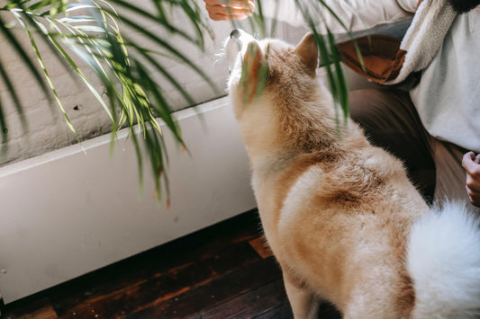 Pet Friendly Houseplants To Bring Life Into Your Home 