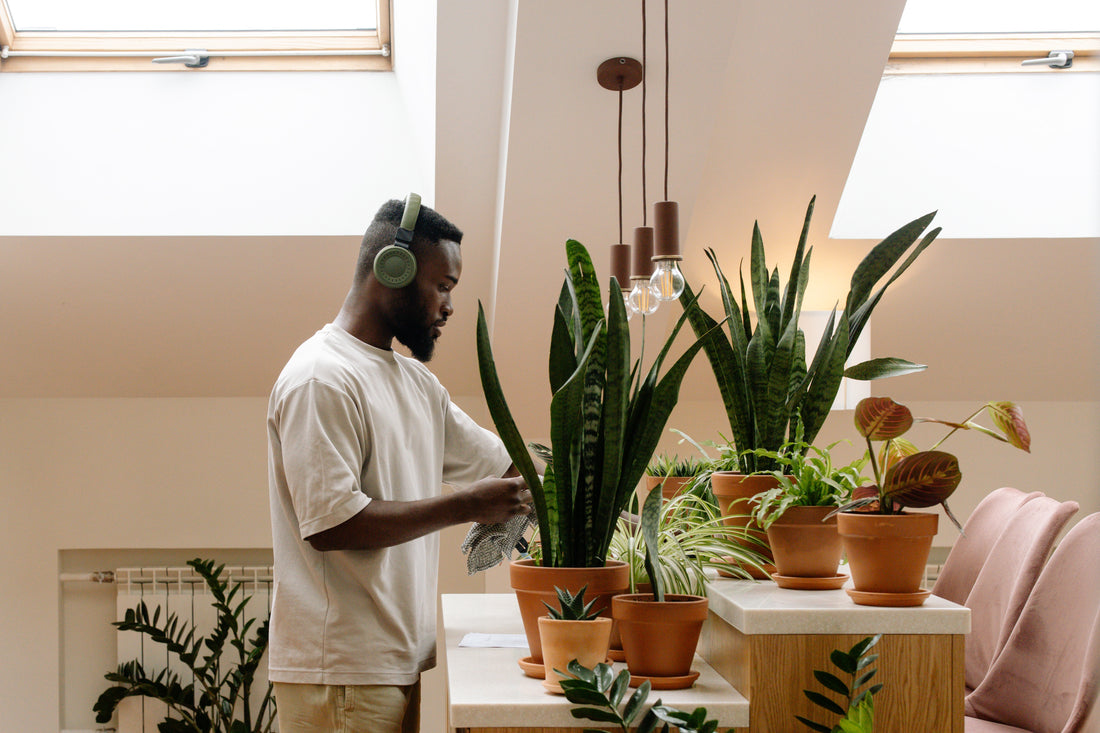 The Top 3 (Almost) Unkillable Houseplants For Every Home