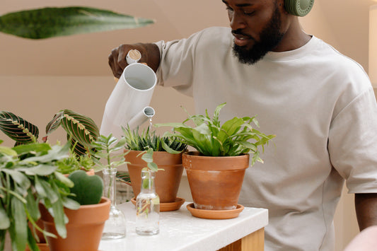 How Often Should You Water Houseplants? | Here's a quick houseplant care guide to watering in Spring/Summer