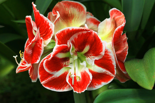 The Best Gift Idea For Plant Lovers - The Waxed Christmas Amaryllis - Everything You Need to Know