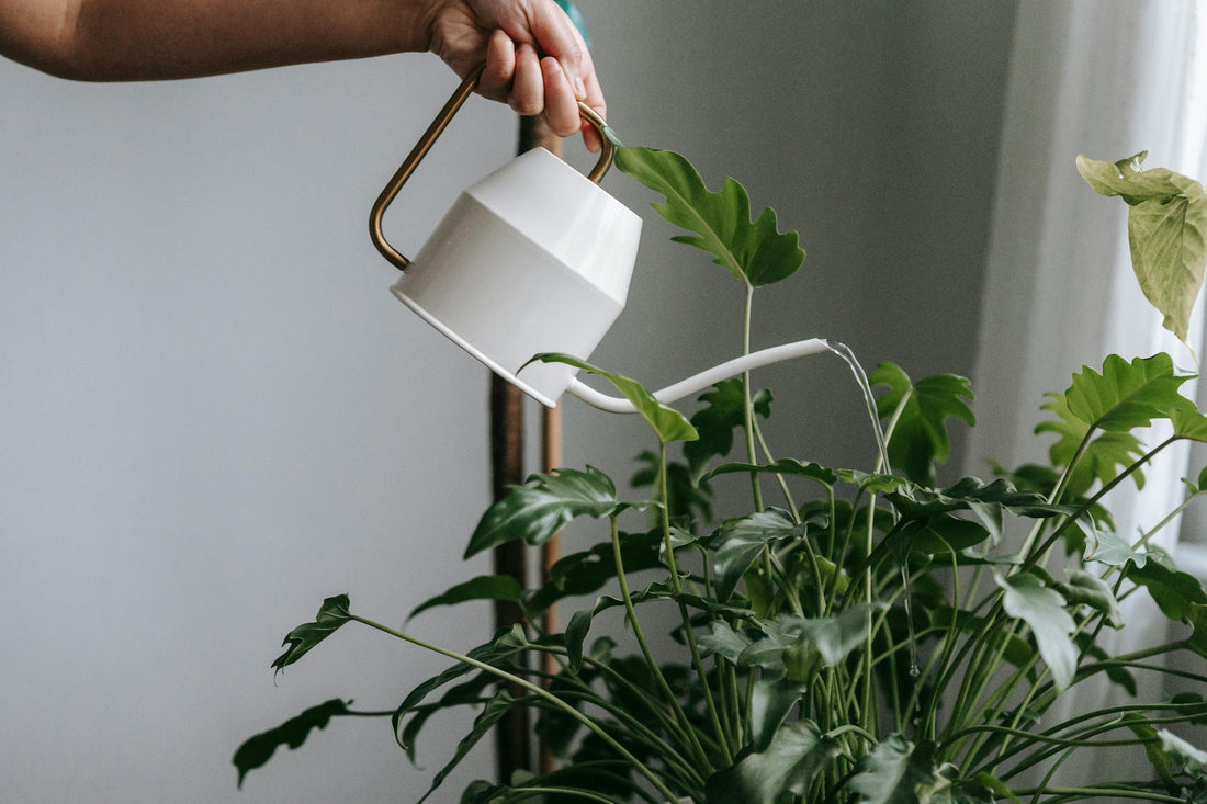 What are the best houseplants for beginners?