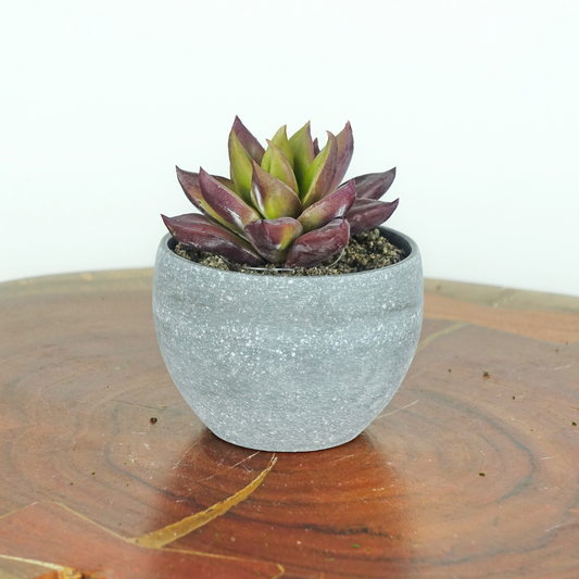 Artificial Mini Echeveria Red