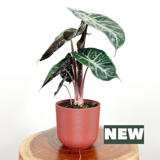 Alocasia Pink Dragon | Small