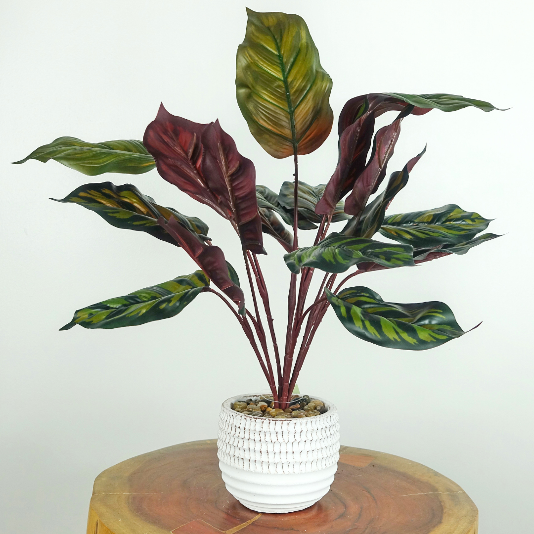 Artificial Calathea Peacock