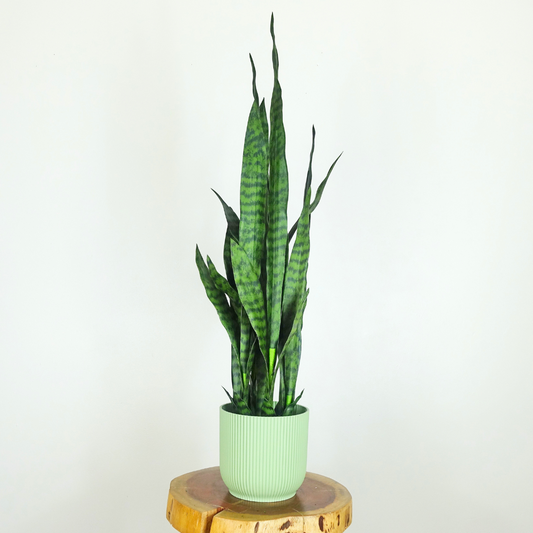 Artificial Sansevieria Snake Plant