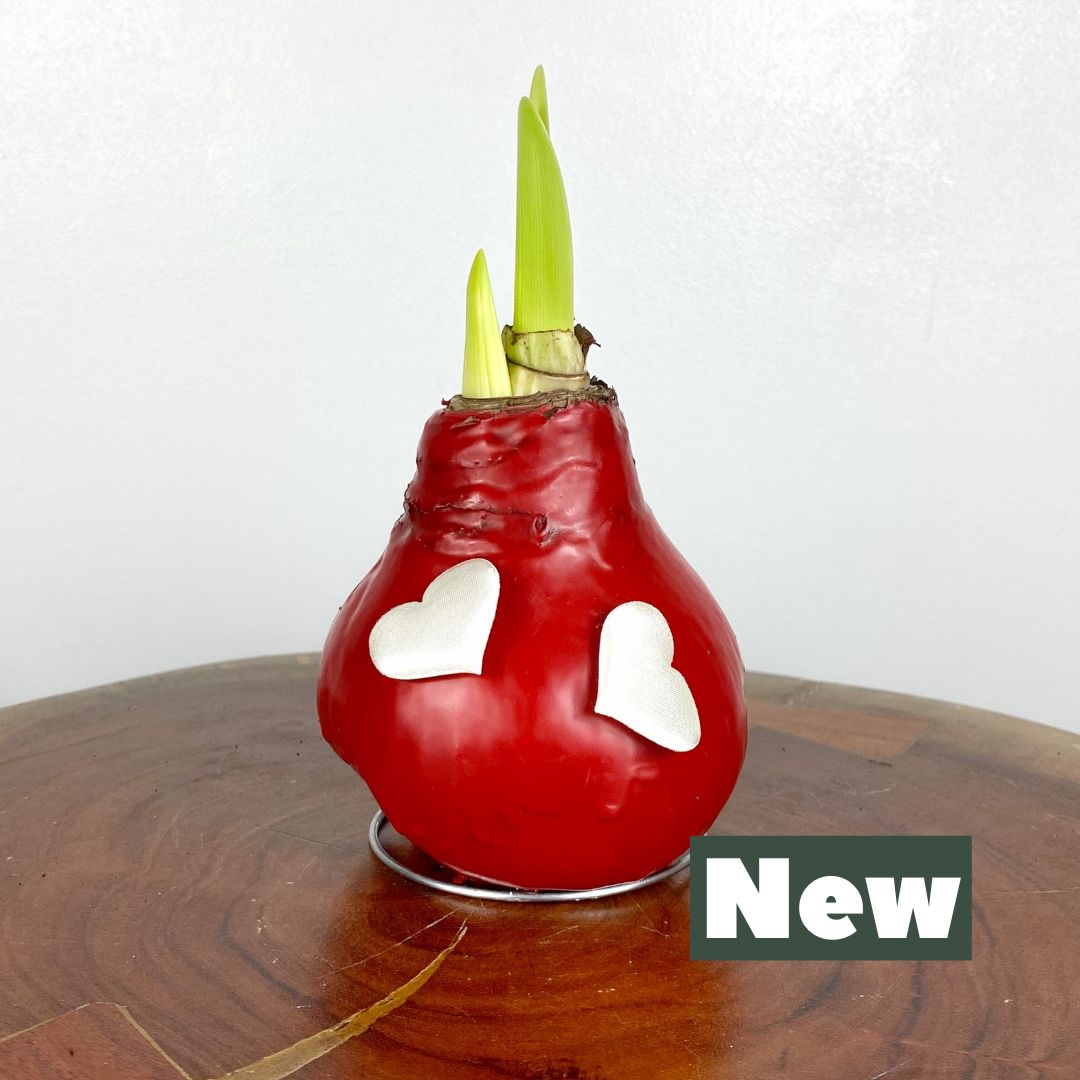 Valentine's Amaryllis Waxed Bulb