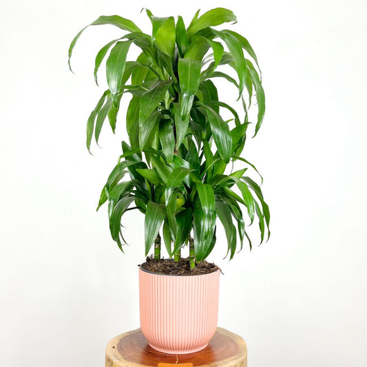 Dracaena Janet Craig