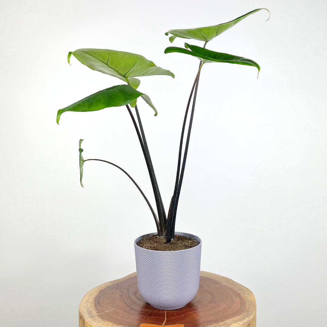 Alocasia Black Zebrina