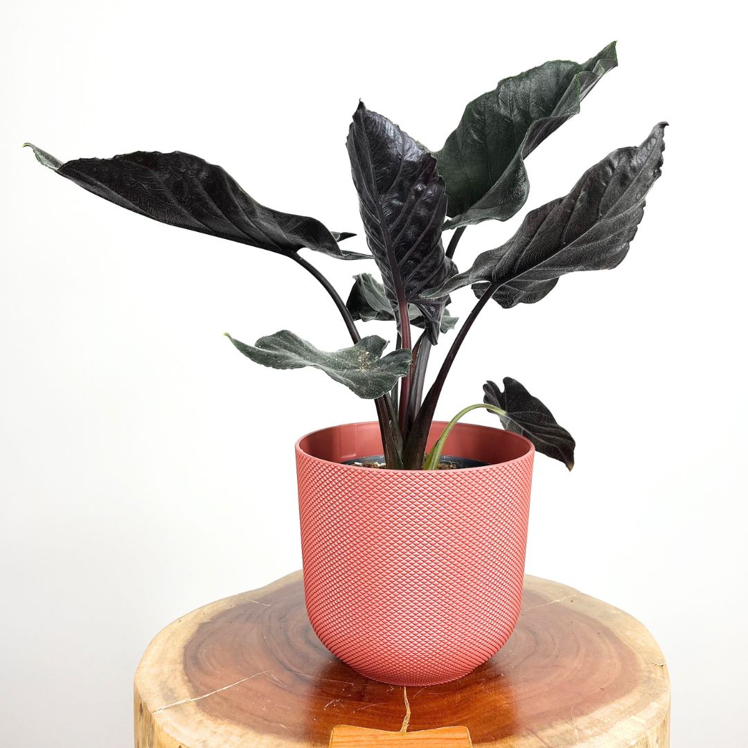 Alocasia Antoro Velvet