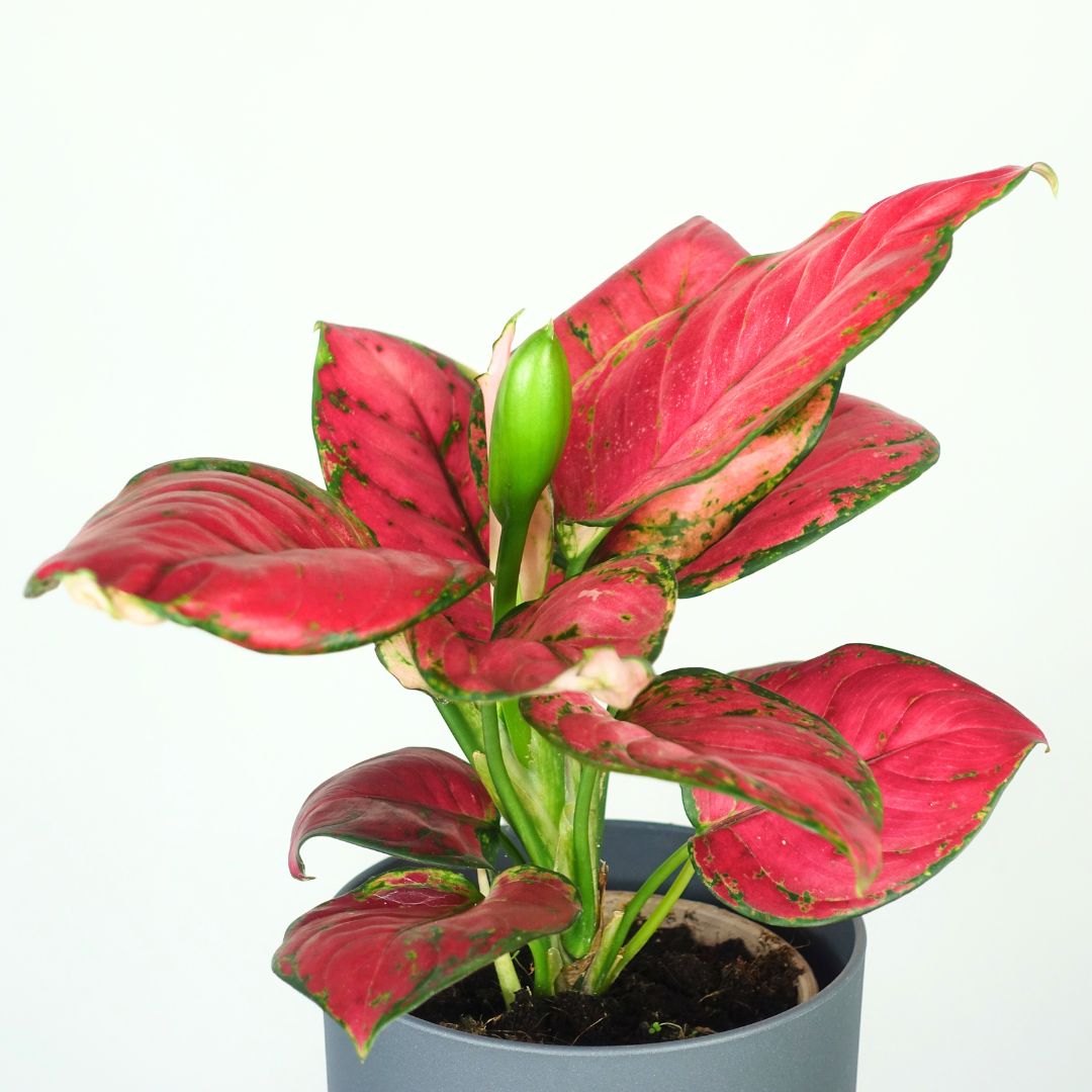 Aglaonema Sun Star