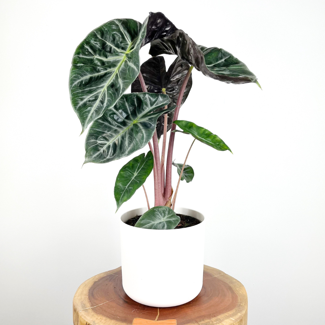 Alocasia Pink Dragon | Large