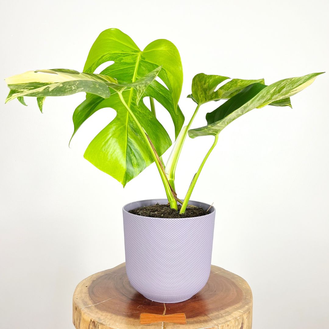 Monstera Aurea