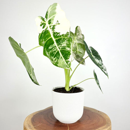 Alocasia Frydek Variegated | 16cm