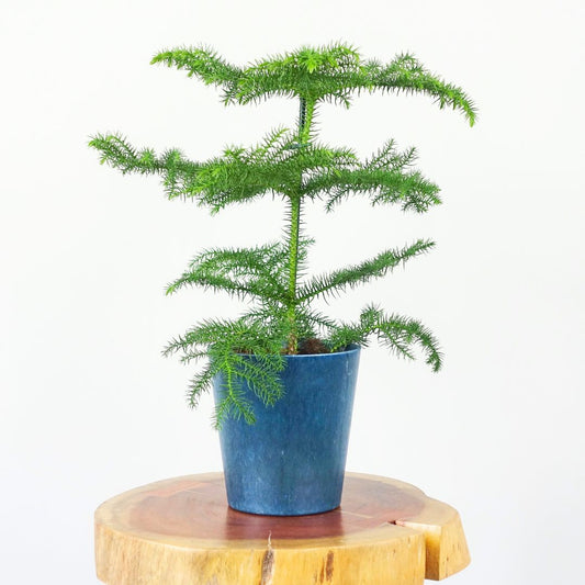 Norfolk Pine