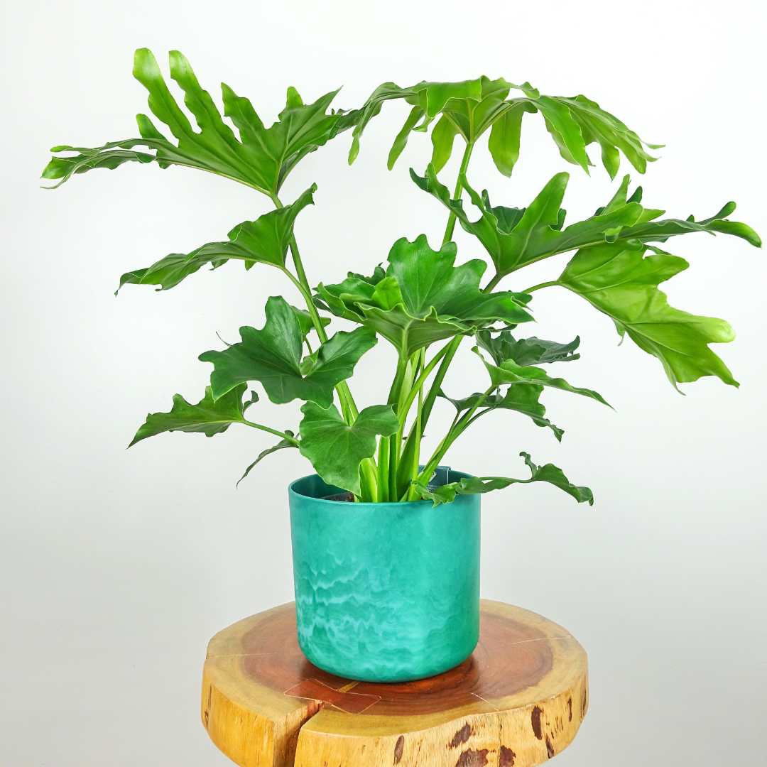 Philodendron Hope