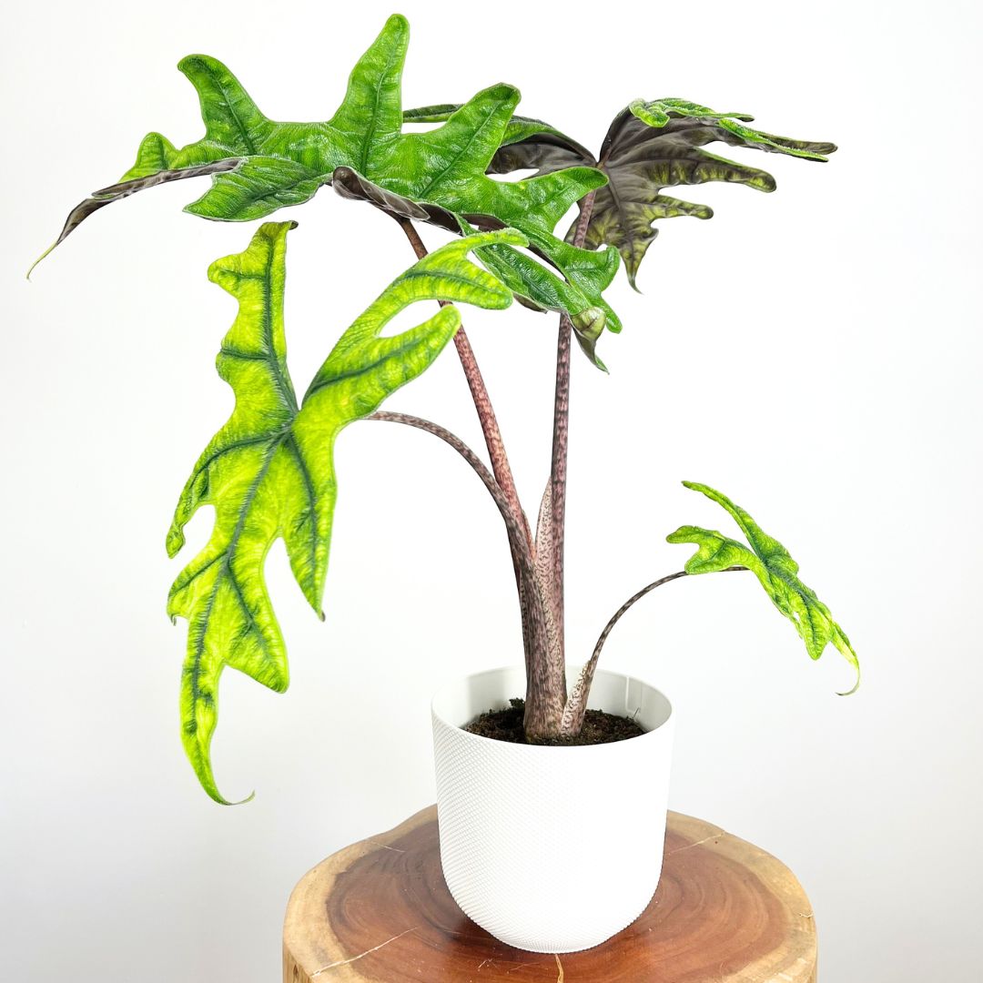 Alocasia Jacklyn | 16cm