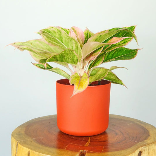 Aglaonema Lipstick Pink