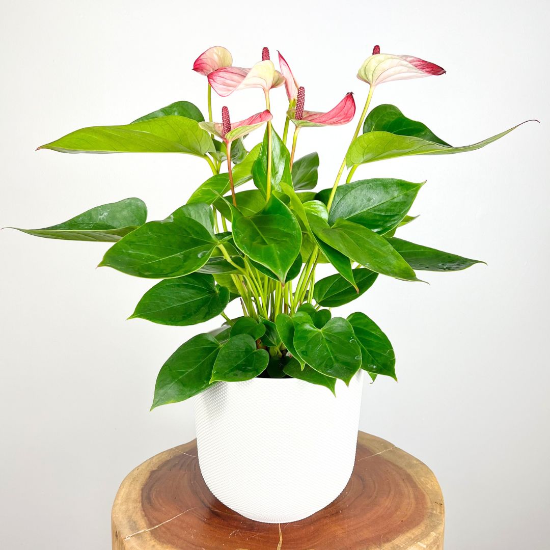 Anthurium Mystique Pink