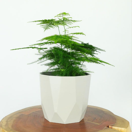 Asparagus Fern