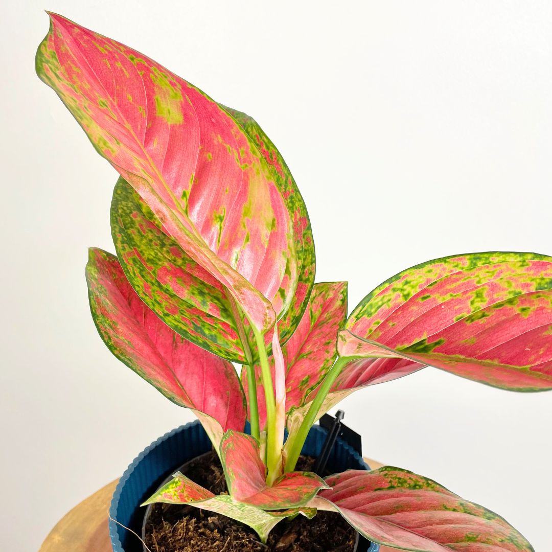 Aglaonema Coral Red