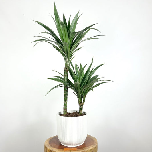 Dracaena Warneckei