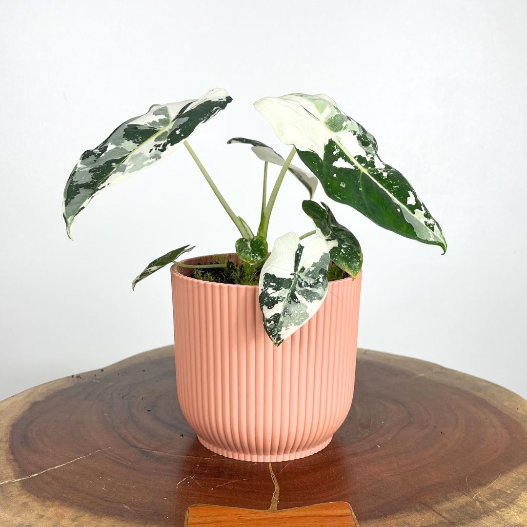 Alocasia Frydek Variegated | 11cm