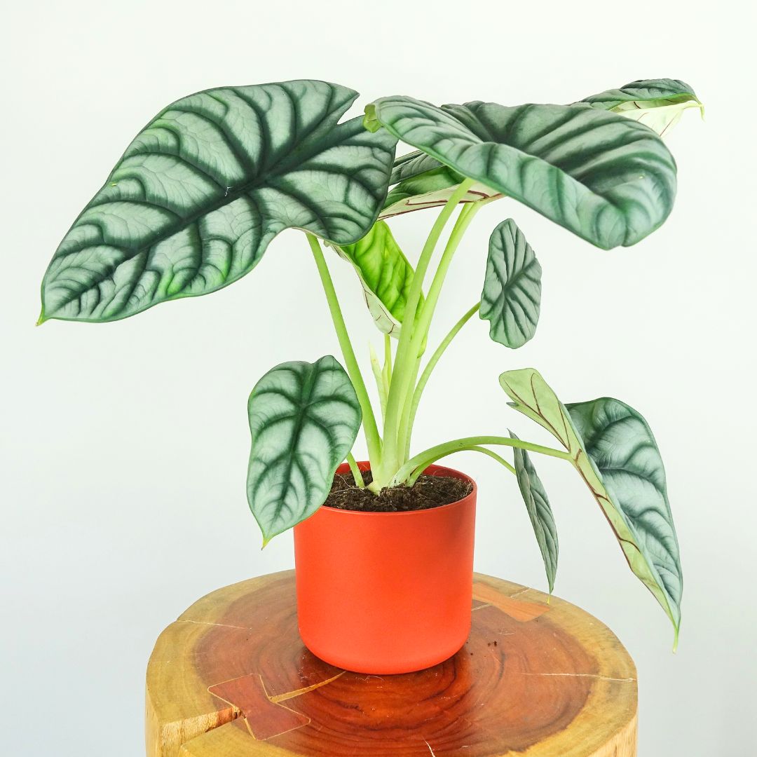 Alocasia Silver Dragon