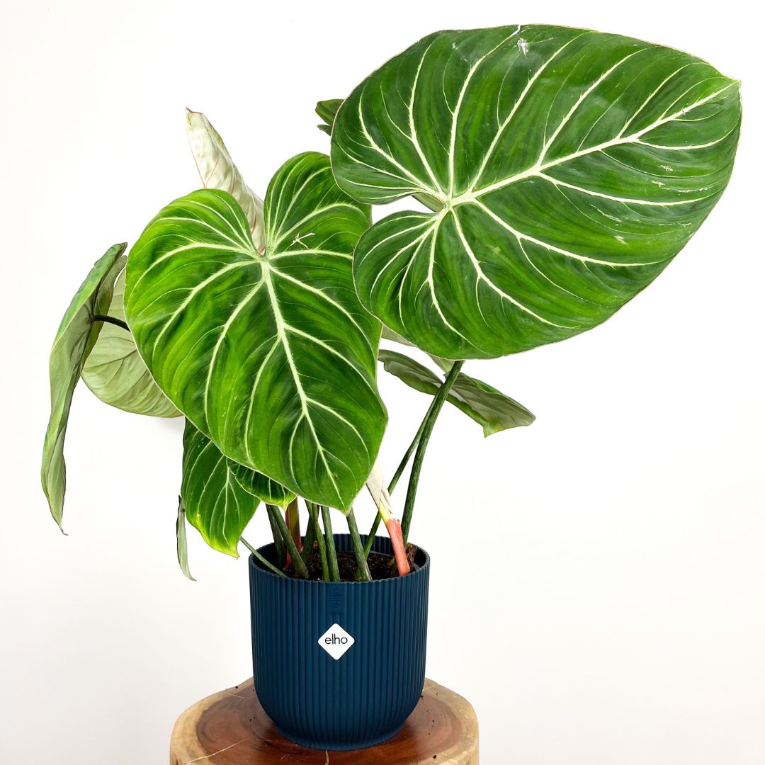 Philodendron Gloriosum Zebra