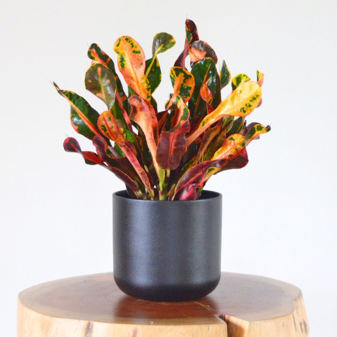 Croton Mammy | 14cm