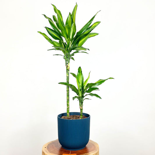 Dracaena Cintho