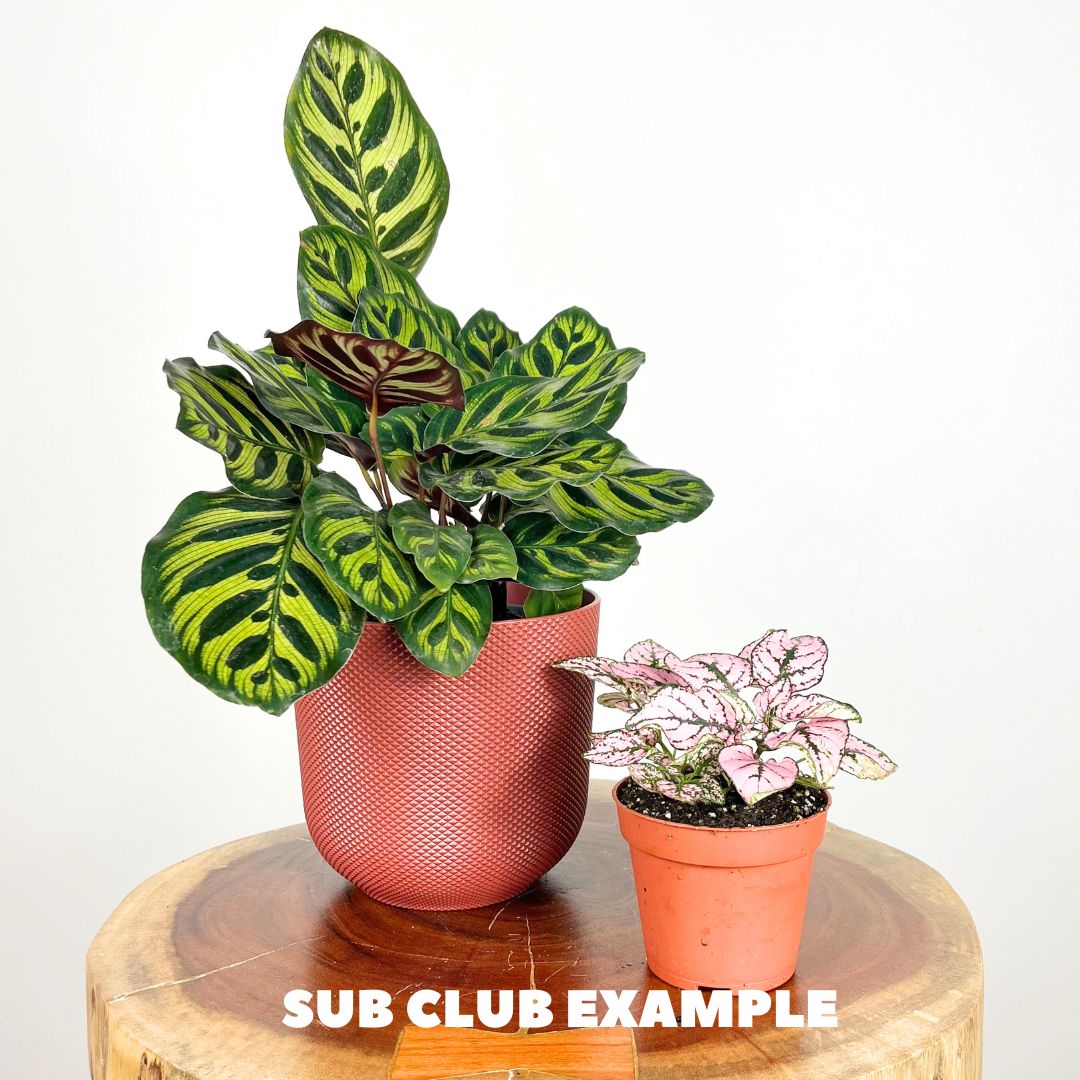 Houseplant subscription box