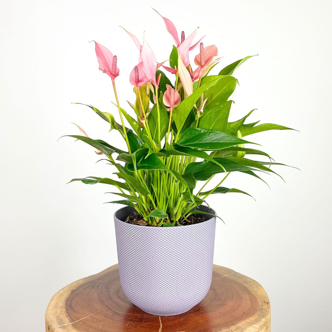 Anthurium Lilli Pink