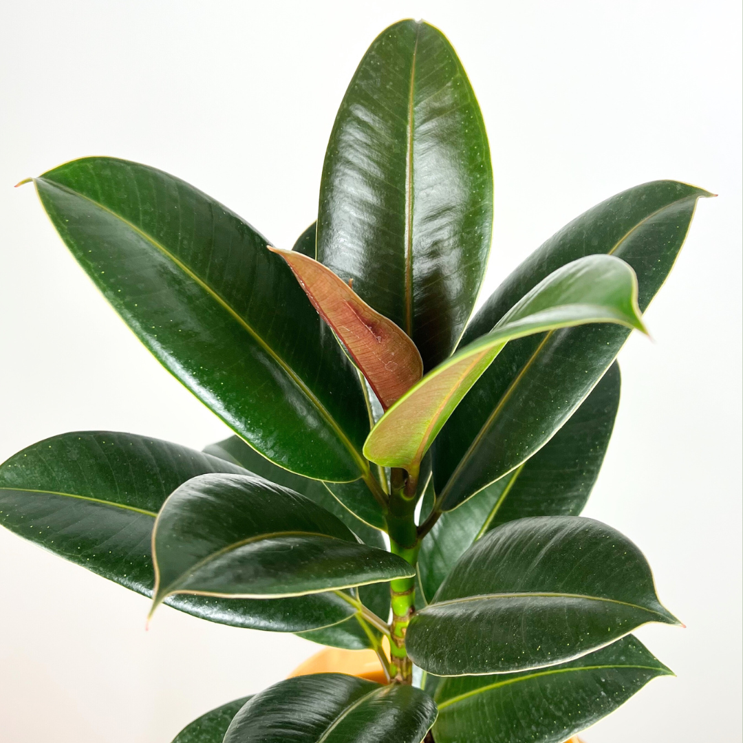 Easy-care & Low-maintenance Houseplants | Reggy's Plants – Reggy's Plants