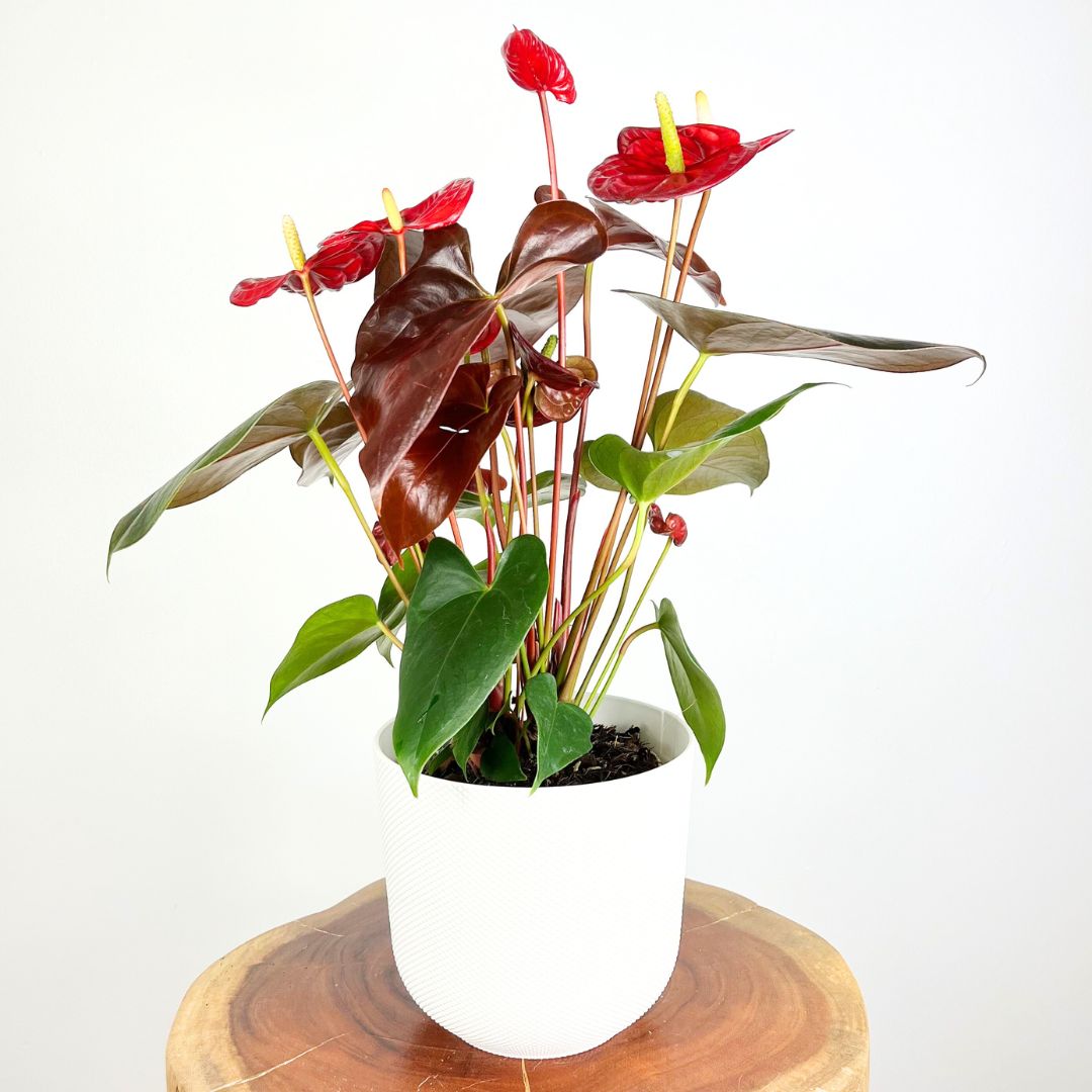 Anthurium Coral Champion