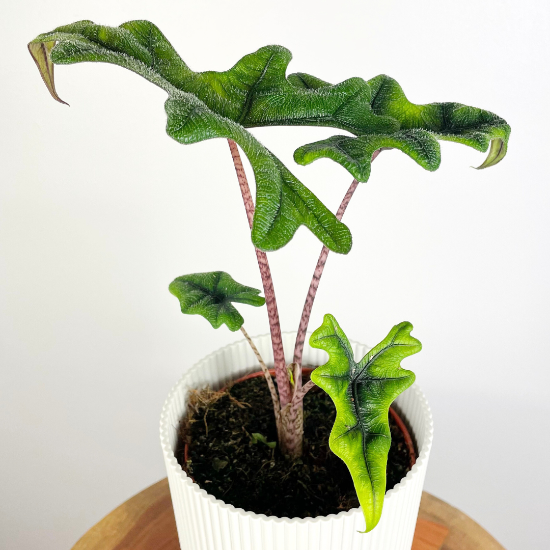 Alocasia Jacklyn