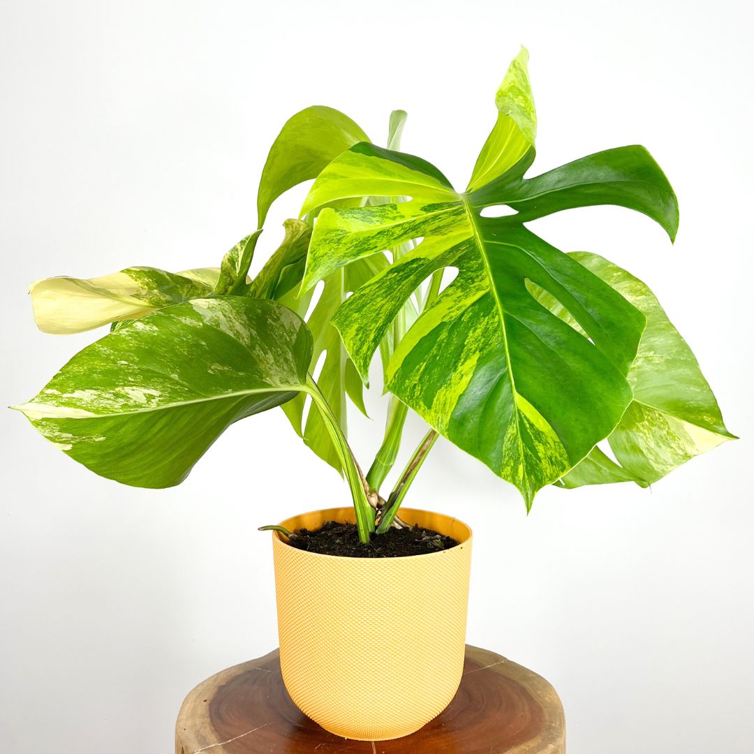 Monstera Aurea