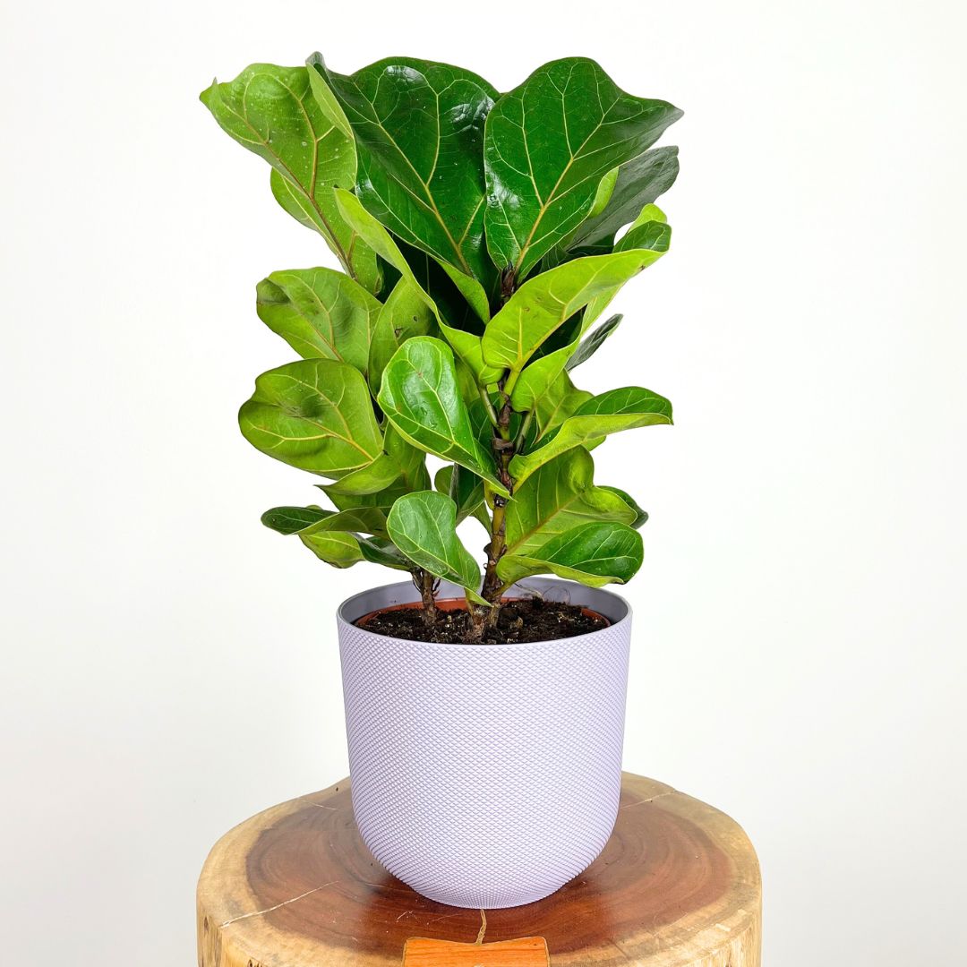 Fiddle Leaf Fig | 18cm