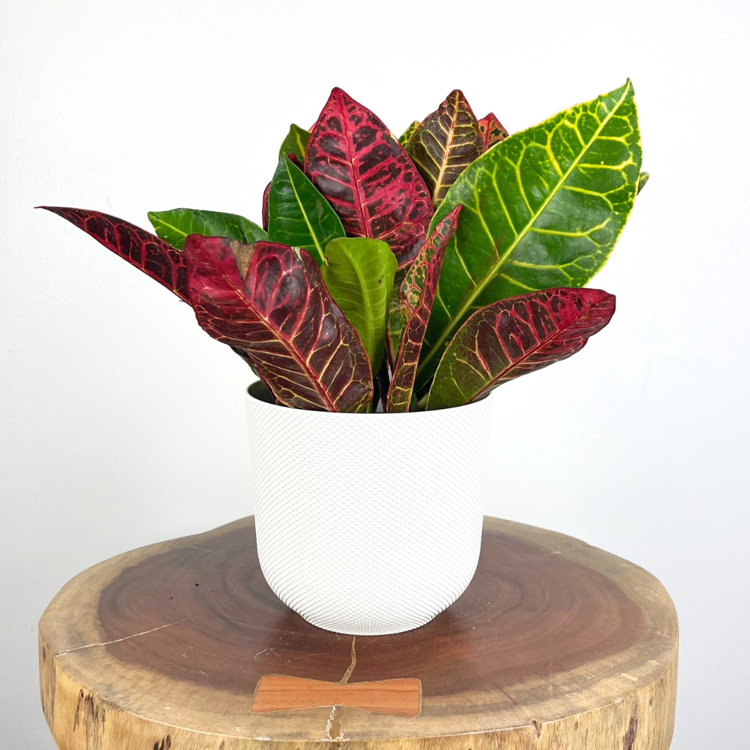 Croton Petra