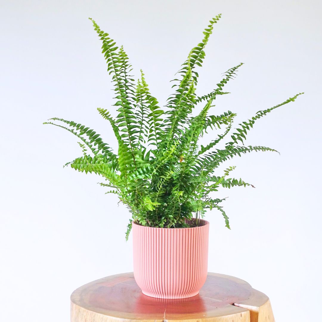 Boston Fern