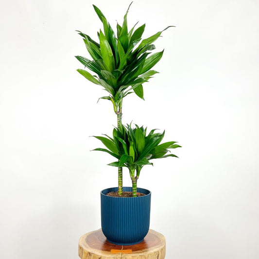 Dracaena Green Jewel