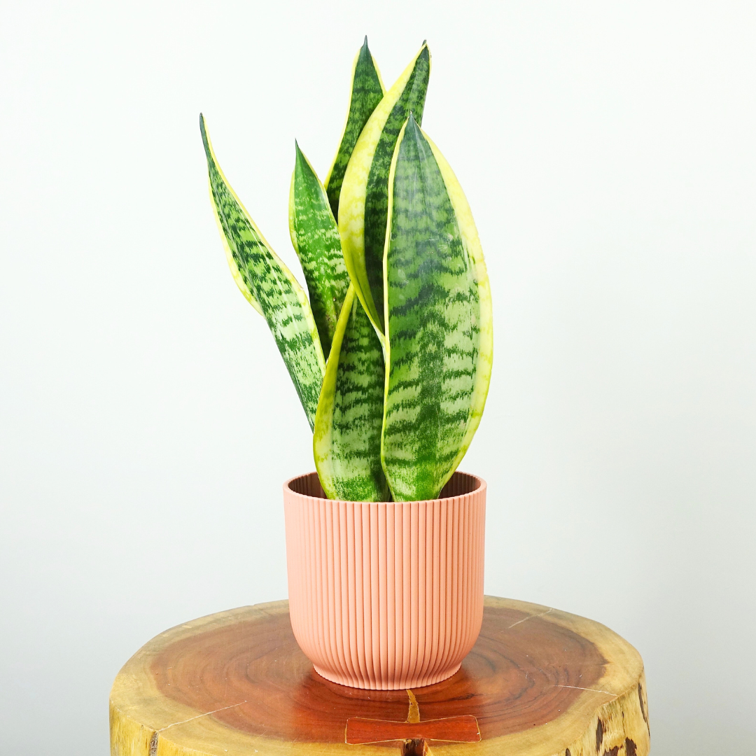 Small Snake Plant