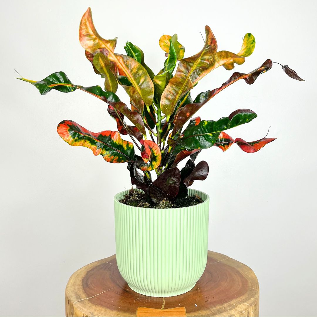 Croton Mammi | 18cm