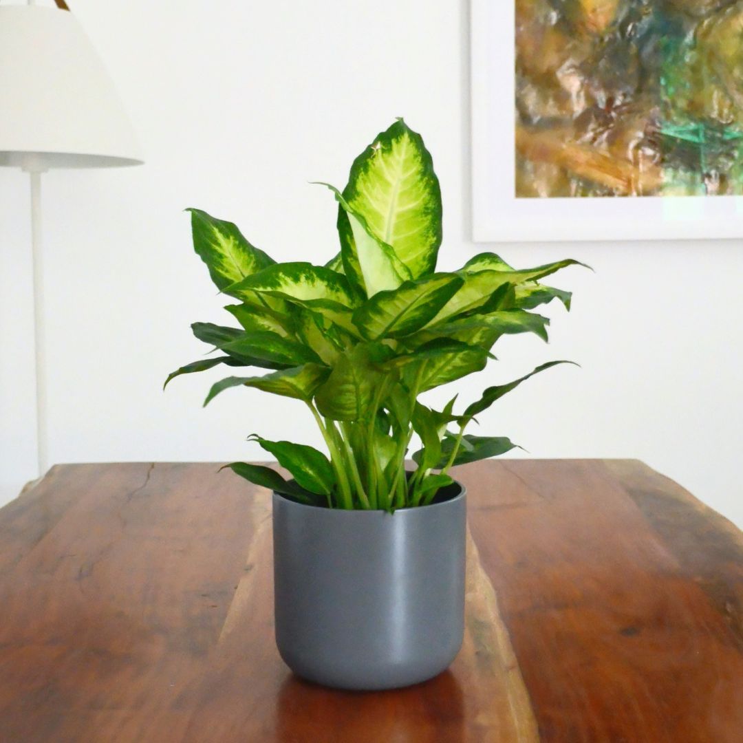 Dumb Cane Plant