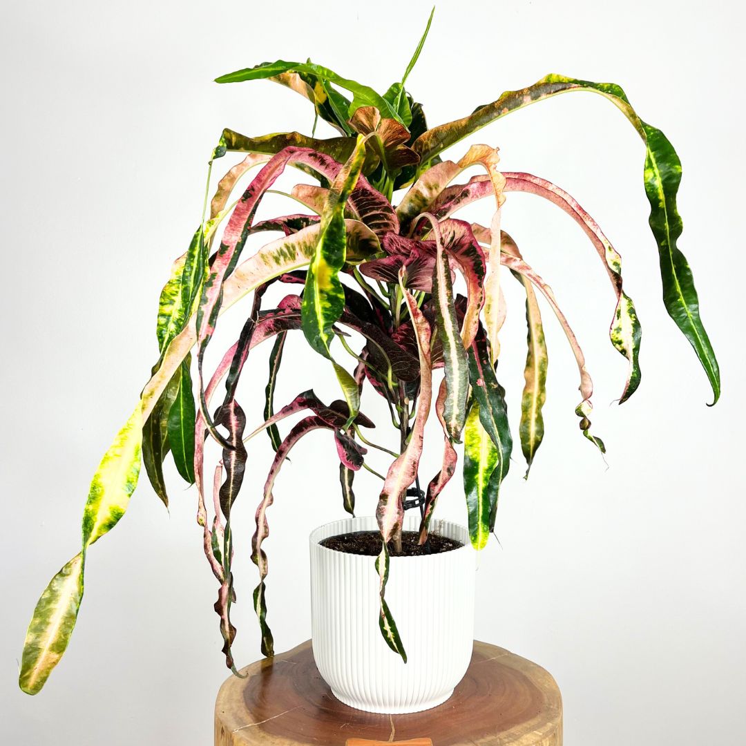 Croton 'Dreadlock'