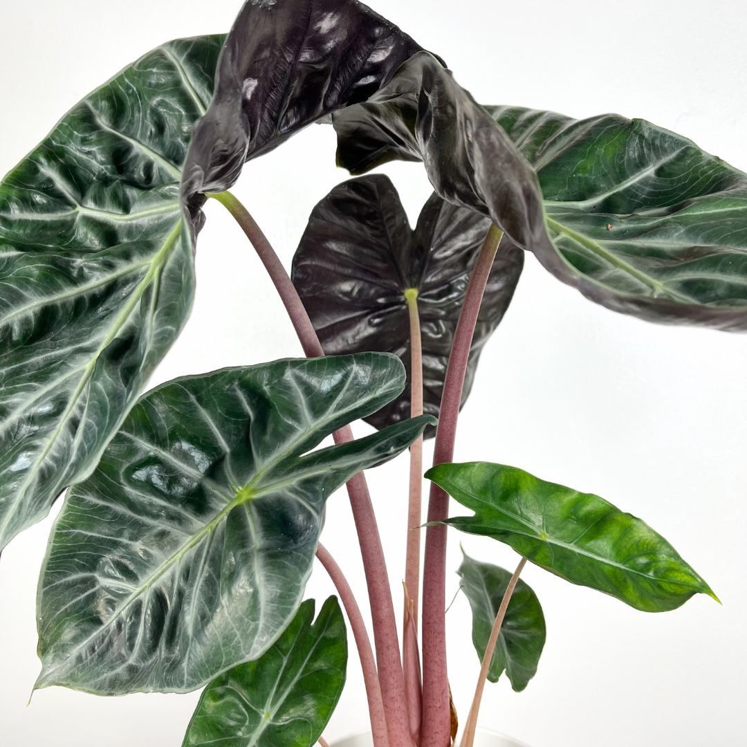 Alocasia Pink Dragon | Large